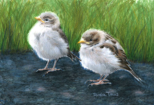 Sandra Davis Baby Sparrows