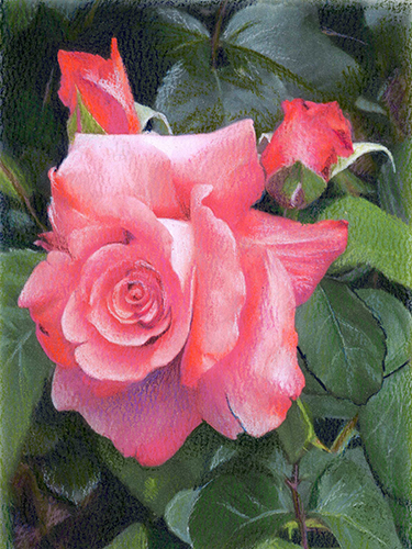 Mom's Roses by Sandra Davis