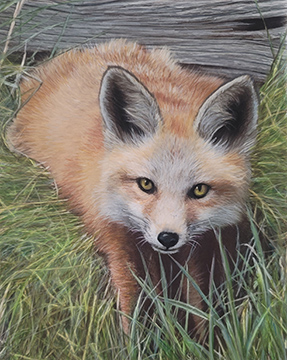 Sly Friend, colored pencil