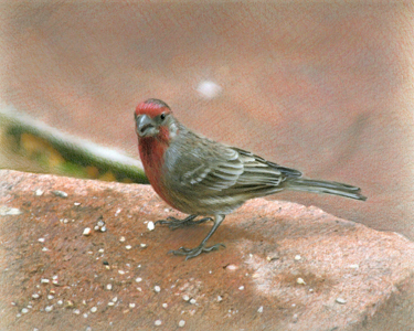 Sandra Davis, Little Visitor
