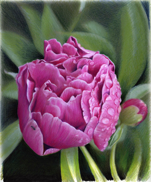 Sandra Davis, Peony