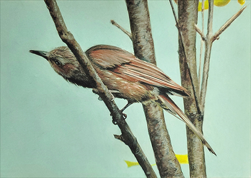 Curious Bird by Sandra Davis